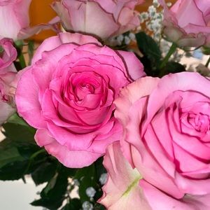 Meet your Posher, Sierra